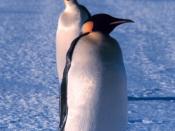 Emperor Penguins in Ross Sea, Antarctica