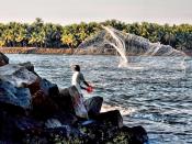 English: A fisherman in Kerala, India. A fisherman casting a net in Kerala, India.
