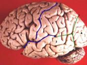 The top blue line denotes the central sulcus