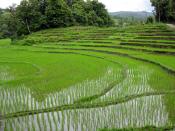 Rice fields near Chiang Mai, Thailand. Campos de arroz cerca de Chiang Mai, Tailandia.