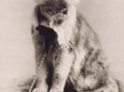 Maine Coon cat Cosey, first winner cat show New York may 1895