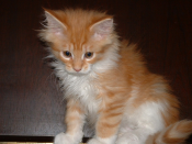 It's Me X-Mas Cookie, called Cookie, Maine Coon, male, red tabby / white, at the age of 75 days