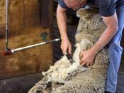 English: shearing a sheep at the Shearing Shed, Yallingup, Western Australia Category:Images of Sheep