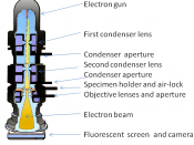 A cross-sectional, simplified diagram of a transmission electron microscope.
