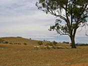 English: Sheep on a drought-affected paddock near Uranquinty