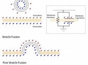 English: A diagram showing the change in membrane capacitance before (top) and after (middle and bottom) vesicle fusion. Notice how vesicle fusion increases the number of ions that can be stored near the membrane. (Inset) A electrical circuit diagram repr