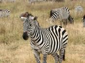 English: A Plains Zebra, Equus quagga in the Ngorongoro Crater in Tanzania