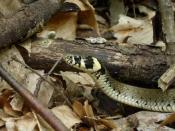 A Grass Snake in a forest near Polzela, Slovenia