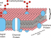 English: Diagrammatic representation of Cell membrane