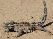 Thorny devil, Western Australia