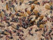Winged ants swarming from the nest in preparation for the nuptial flight