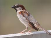 English: A male House Sparrow in Victoria, Australia in March 2008