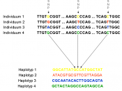 Haplotypes from comparison of SNPs in a part of the same chromosome of 4 individuals. Derived from: http://www.hapmap.org/downloads/nature02168.pdf