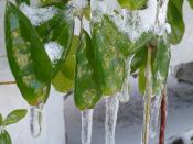 English: Vine leaves (Chocolate Vine, Akebia quinata) after freezing rain