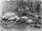 Forensic anthropologists can help identify skeletonized human remains, such as these found lying in scrub in Western Australia, circa 1900–1910.