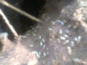 English: Termites hole where servant termites working.