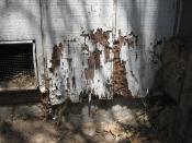 Termite damage to wood