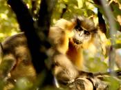 A capped langur at the Manas national Park, Assam, India