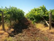 Photograph taken by myself of grape vines in Mildura, Victoria, December 27, 2006 Category:Images of Victoria