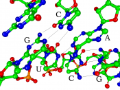 Structure showing the basepairing of 5'-GUC-3' to 3'-CAG-5'. Hydrogen atoms are omitted. This is a section of the structure of a 16 nucleotide siRNA bound to a Piwi protein, captured by X-ray crystallography. Carbon atoms are in green, oxygen in red, nitr