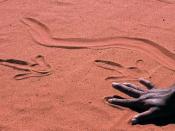 Alice Springs Desert Park, Sand Drawing Aboriginal