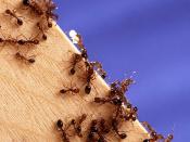 Fire Ants are an example of a social insect species whom depend on trail pheromones to obtain food for their colony