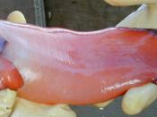 Snailfish, a non-commercial fish, caught in the eastern Bering Sea