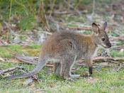 Bennett's Wallaby (Macropus rufogriseus rufogriseus) juvenile, Maria Island, Tasmania, Australia