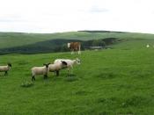 English: Auld Ca-knowe Hilltop grazing with a variety of customers. Taken just after a successful job interview.