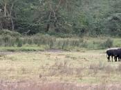 English: A Maasai in Ngorongoro crater