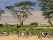Zebras (Equus quagga bohemi?), Serengeti savana plains, Tanzania Place: NgoroNgoro Crater, Tanzania, Africa