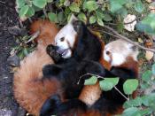 English: Red panda wrestling
