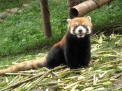 First thing we did was go to the Panda Breeding Research Center, which is the largest in the world. Tons of giant pandas, but plenty of red pandas too.