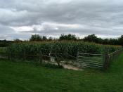 English: Cholderton - Corn Maze. This corn maze is one of the attractions of the Cholderton Rare Breeds Farm.