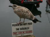 English: Young seagull with a sense of humour On the quayside at Mevagissey.
