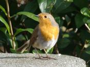 English: One of the resident robins in my garden.