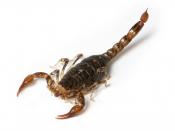 English: Southern Scorpion (Cercophonius squama) in Tasmania, Australia