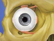 Human eye anatomy anterior view