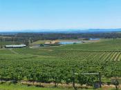 English: Hunter Valley Panorama, mfunnell, stitched from separate shots by the author on 19NOV2005. From memory, the shots were taken from near the Audrey Wilkinson winery. Category:Wine-related images