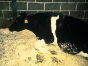 Image of a cow with BSE. A feature of such disease is the inability of the infected animal to stand.