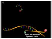 (1) In intact probes, reporter fluorescence is quenched. (2) Probes and the complementary DNA strand are hybridized and reporter fluorescence is still quenched. (3) During PCR, the probe is degraded by the Taq polymerase and the fluorescent reporter relea