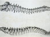 Front and side view of vertebral column fron Andrew Bell's Anatomia Britannica (1798?)