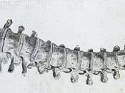 Front view of vertebral column from Andrew Bell's Anatomia Britannica (1798?)