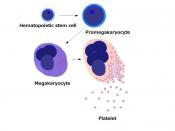 English: Platelets by budding off from megakaryocytes 日本語: 血小板放出