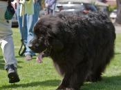 Everybody knows Dr. Bob Tefft's giant Newfoundland dog named Duffy.  Dog show in Morro Bay, 10 May 2009.  Best of Bay Pooch Pageant