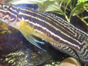 Adult Julidochromis regani