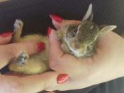 English: Picture of an immature eastern cottontail rabbit, caught in Rogers County, OK.