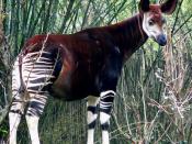 An Okapi. Taken at Disney's Animal Kingdom by Raul654 on January 16, 2005.