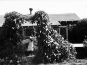Woman carries a board in the front yard of a Delta Cooperative house with vines trained over an entry arch