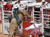 Bull riding at the Calgary Stampede. The 